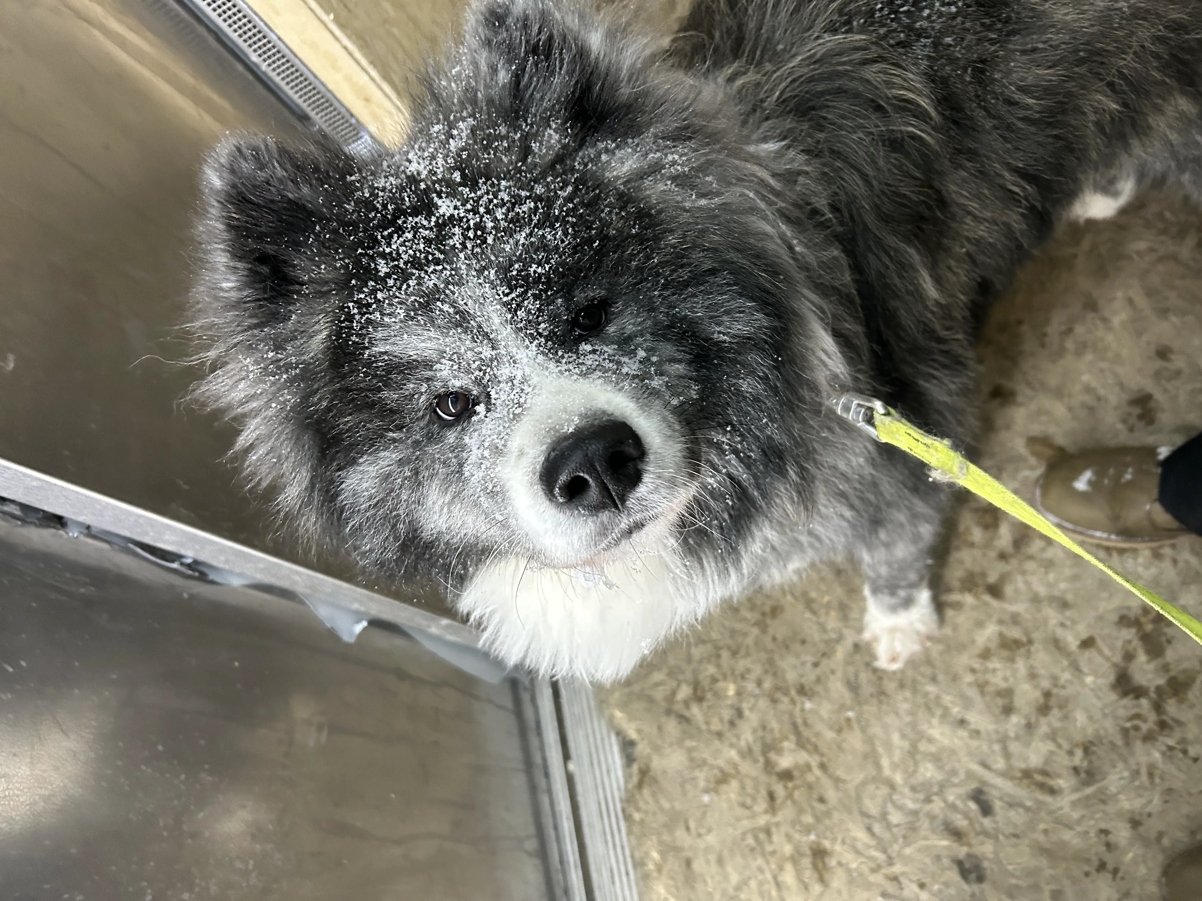 ЭверестоПес