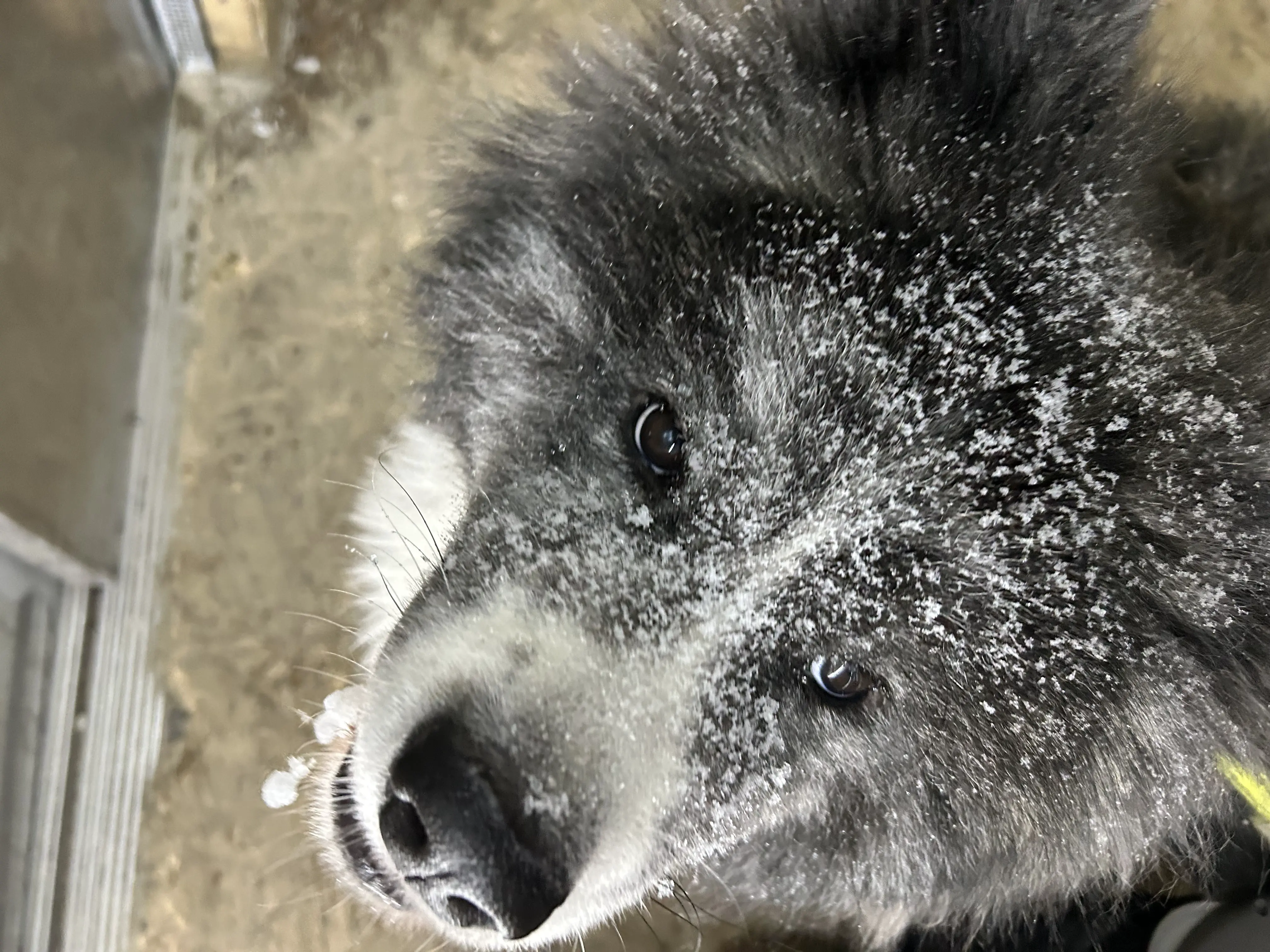 ЭверестоПес