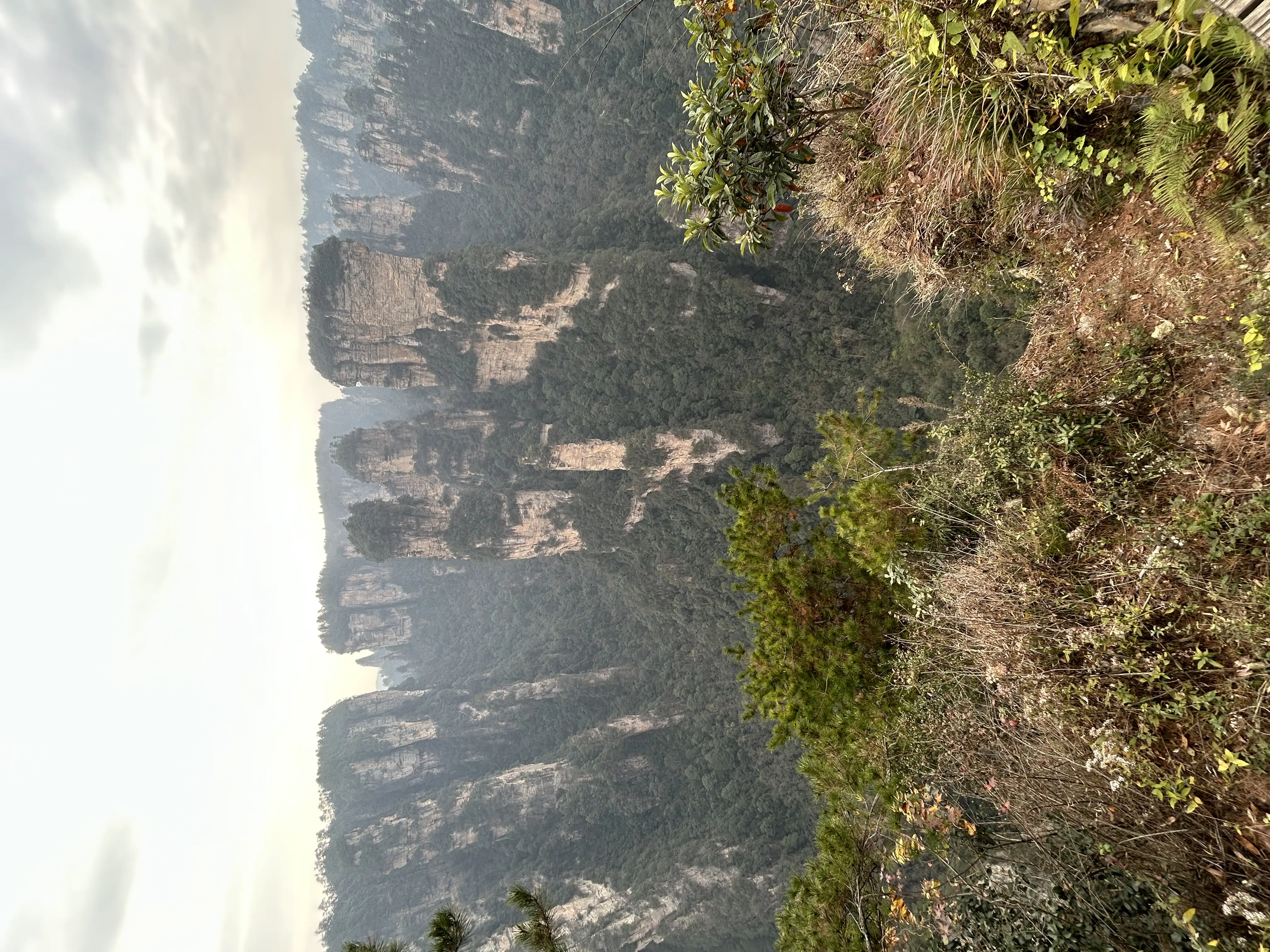 ЭверестоПес